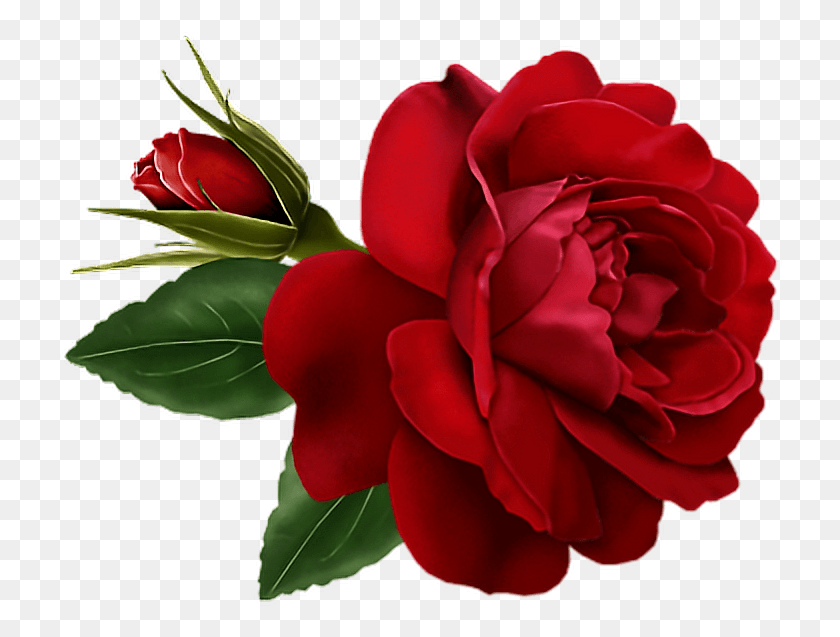 724x577 Красная Наклейка Роза Цветок Гиф, Роза, Цветок, Растение Hd Png Скачать