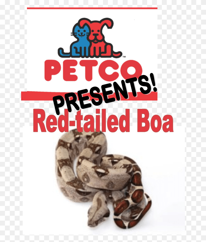 668x927 Boa De Cola Roja Petco, Reptil, Animal, Serpiente Hd Png