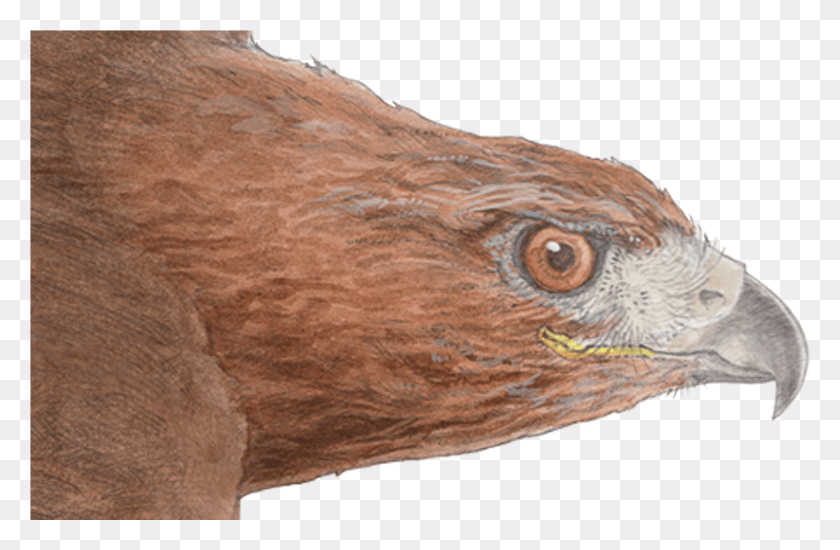 1739x1093 Red Tailed Hawk Detail, Animal, Bird, Kite Bird HD PNG Download