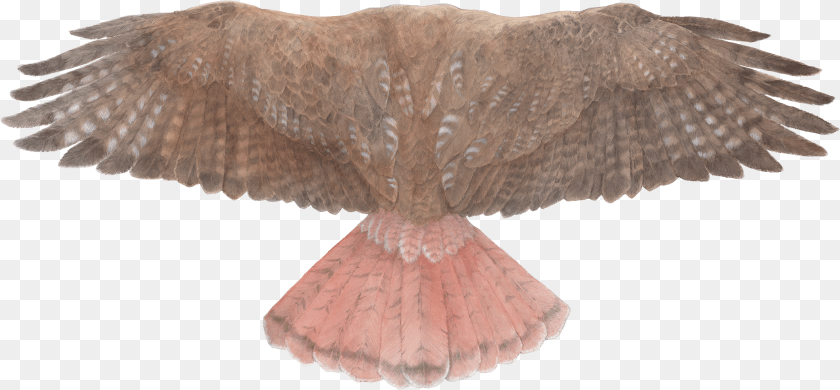 Red Tailed Hawk Top View Clipart PNG