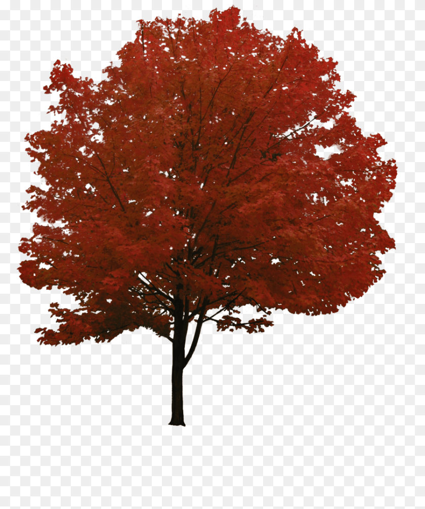 900x1077 Red Tree, Leaf, Maple, Plant Transparent PNG