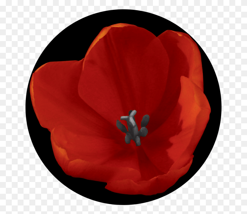 669x669 Red Tulip Corn Poppy, Plant, Geranium, Flower HD PNG Download