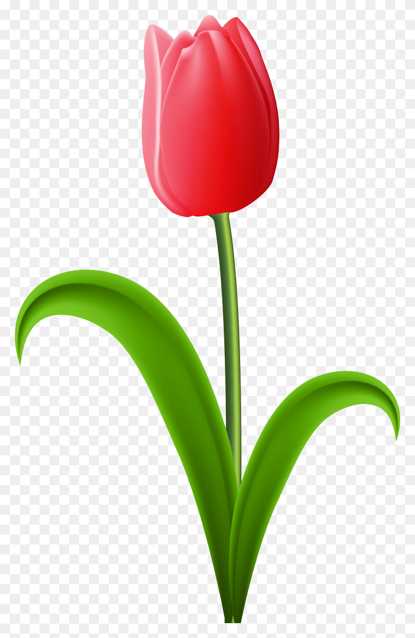 5031x7930 Red Tulip Transparent Clip Art Image Tulip Clipart Transparent Background, Plant, Flower, Blossom HD PNG Download