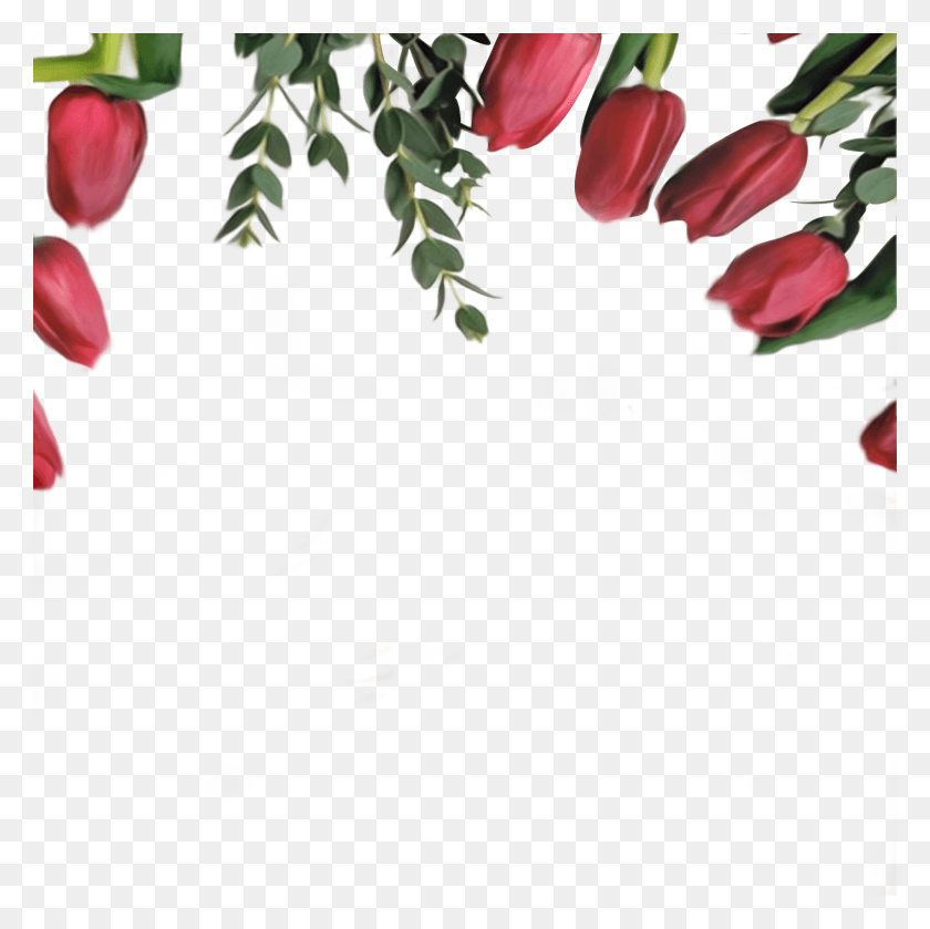 2000x2000 Красные Тюльпаны Бордюр На Прозрачном Фоне Фон С Высоким Разрешением Цветок Бордюр, Растение, Цветок, Цветение Hd Png Скачать