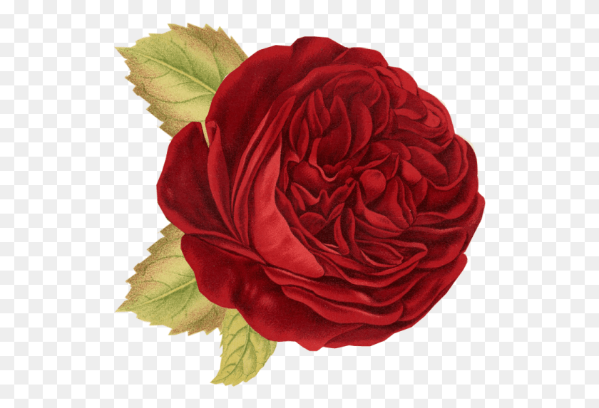 523x513 Красный Винтажный Цветок, Растение, Роза, Цветение Hd Png Скачать