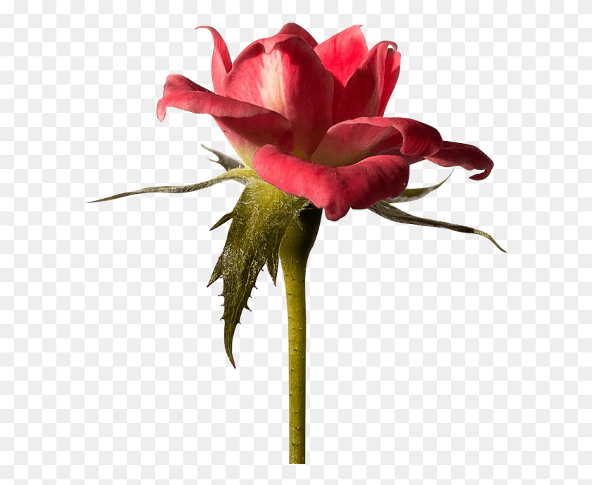 601x628 Красные Обои Фоны Роза, Цветок, Растение, Цветение Hd Png Скачать