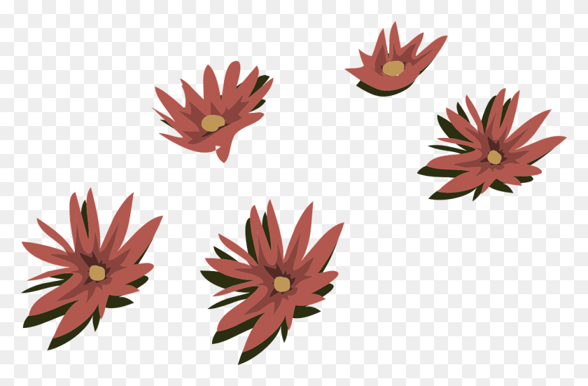 1280x806 Красные Кувшинки Цветы Лилии Изображение Вектор Бунга, Растение, Цветок, Цветение Hd Png Скачать