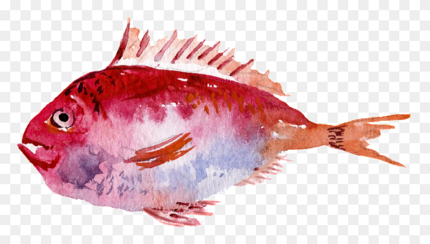 871x466 Red Watercolor Hand Painted Goldfish Transparent Sole, Fish, Animal, Sea Life Descargar Hd Png