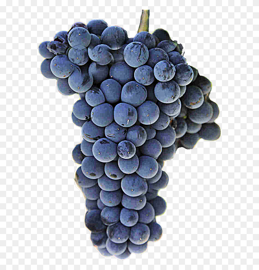 596x817 Red Wine Grape Malbec Grape, Plant, Grapes, Fruit HD PNG Download