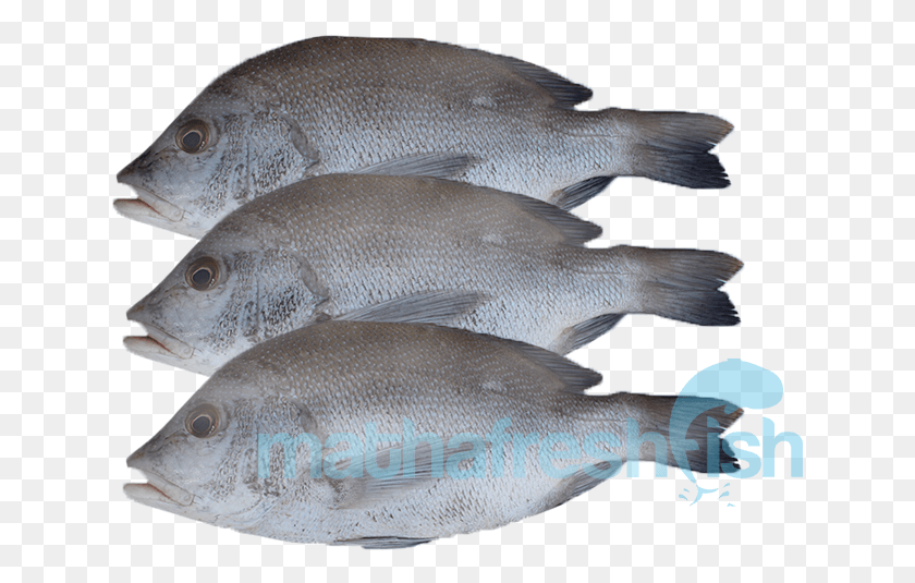 635x475 Redspot Emperor Gulf Flounder, Fish, Animal, Mullet Fish HD PNG Download