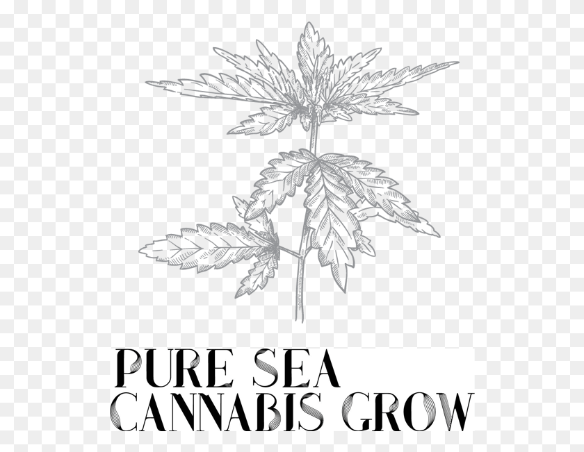 526x591 Reduce Rooting Time By 50 Sativa Cannabis Vector, Poster, Advertisement, Plant HD PNG Download