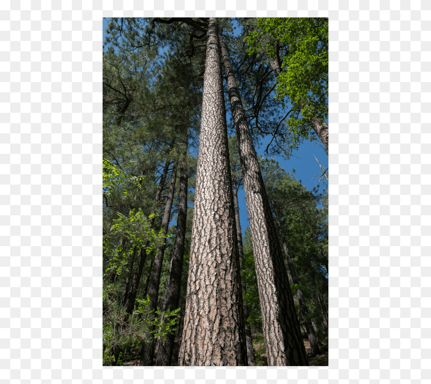 449x689 Redwood, Tree, Plant, Tree Trunk HD PNG Download