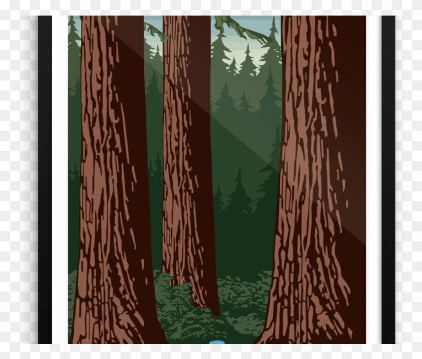 853x716 Redwood Forest Print Prairiemod, Tree, Plant, Tree Trunk HD PNG Download