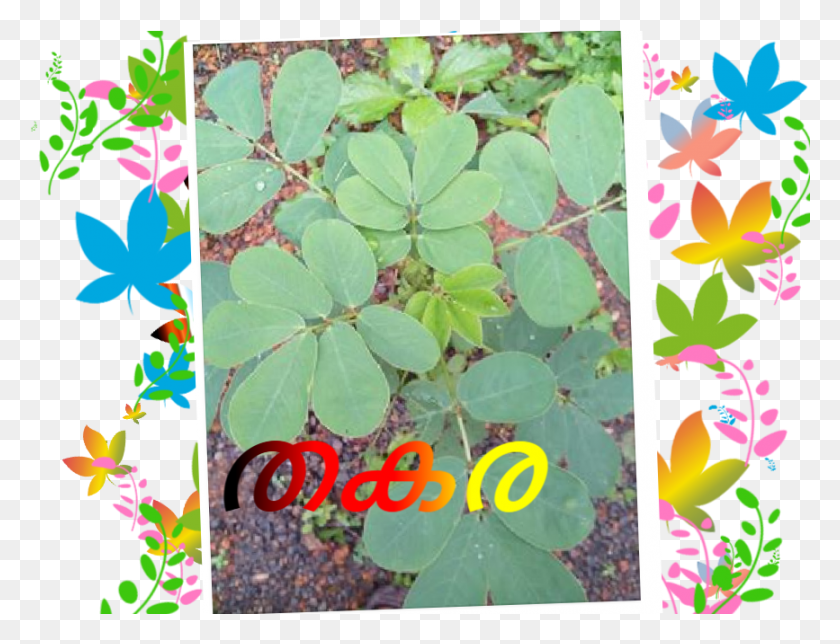867x650 Redwood Sorrel, Collage, Poster, Advertisement HD PNG Download