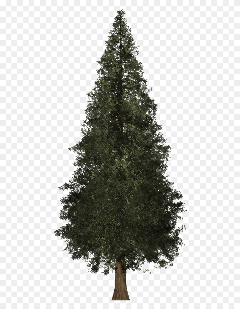 470x1021 Redwood Tree Red Wood Tree Transparent, Plant, Ornament, Christmas Tree HD PNG Download
