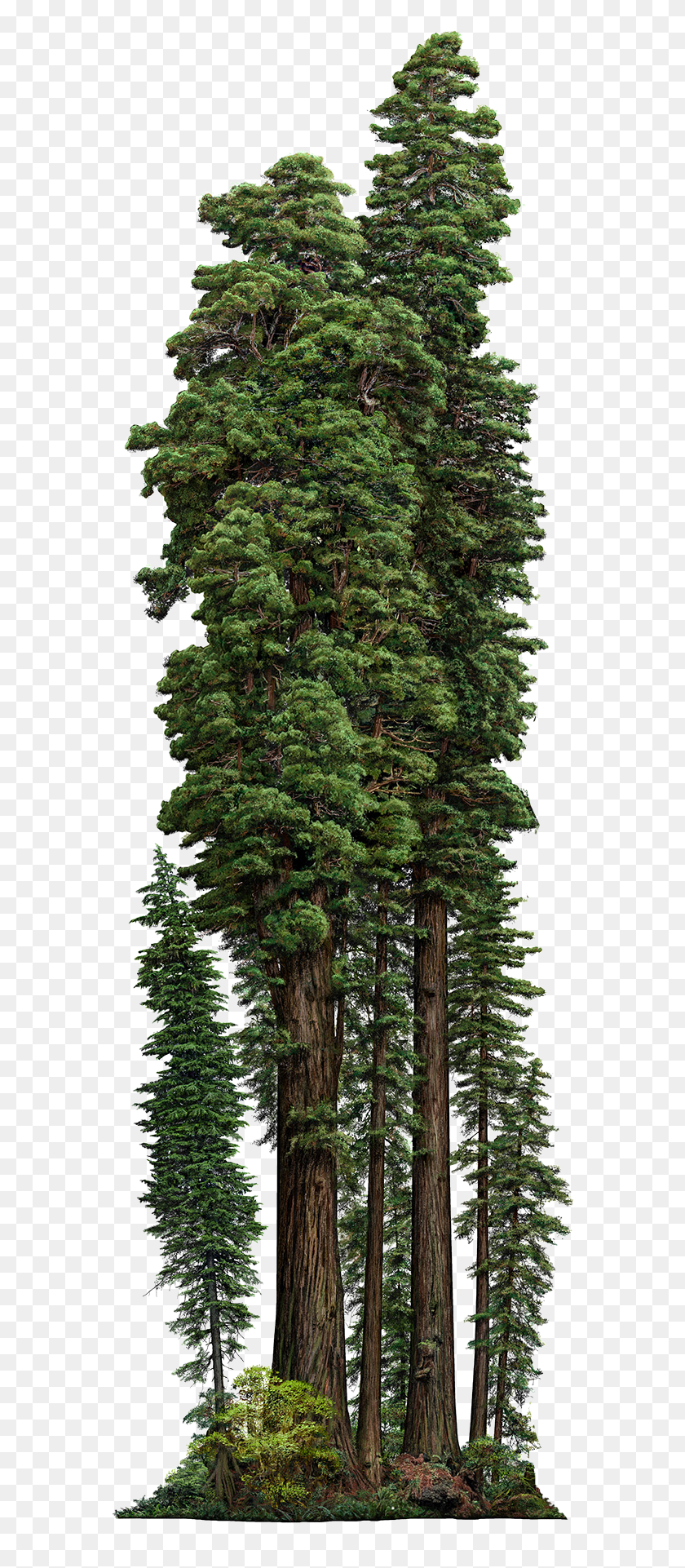 570x1862 Redwoods, Tree, Plant, Fir HD PNG Download