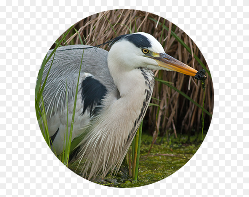 606x606 Reed Beds Provide Food And Nesting For The Little Bittern Great Blue Heron, Bird, Animal, Waterfowl HD PNG Download