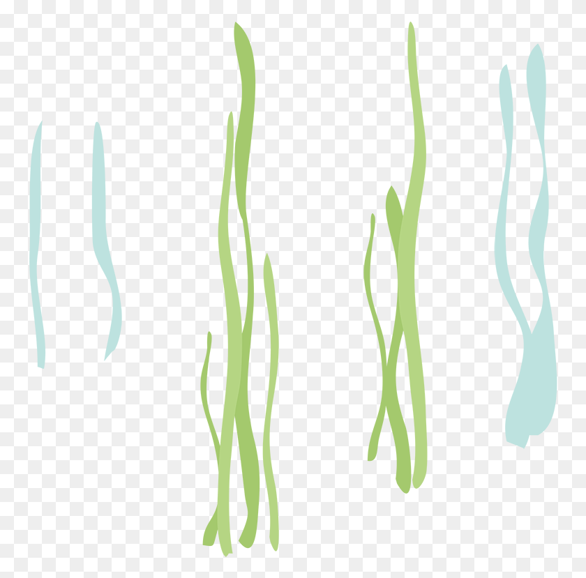 758x769 Reeds Reeds 2x Calligraphy Calligraphy, Plant, Grass, Flower HD PNG Download