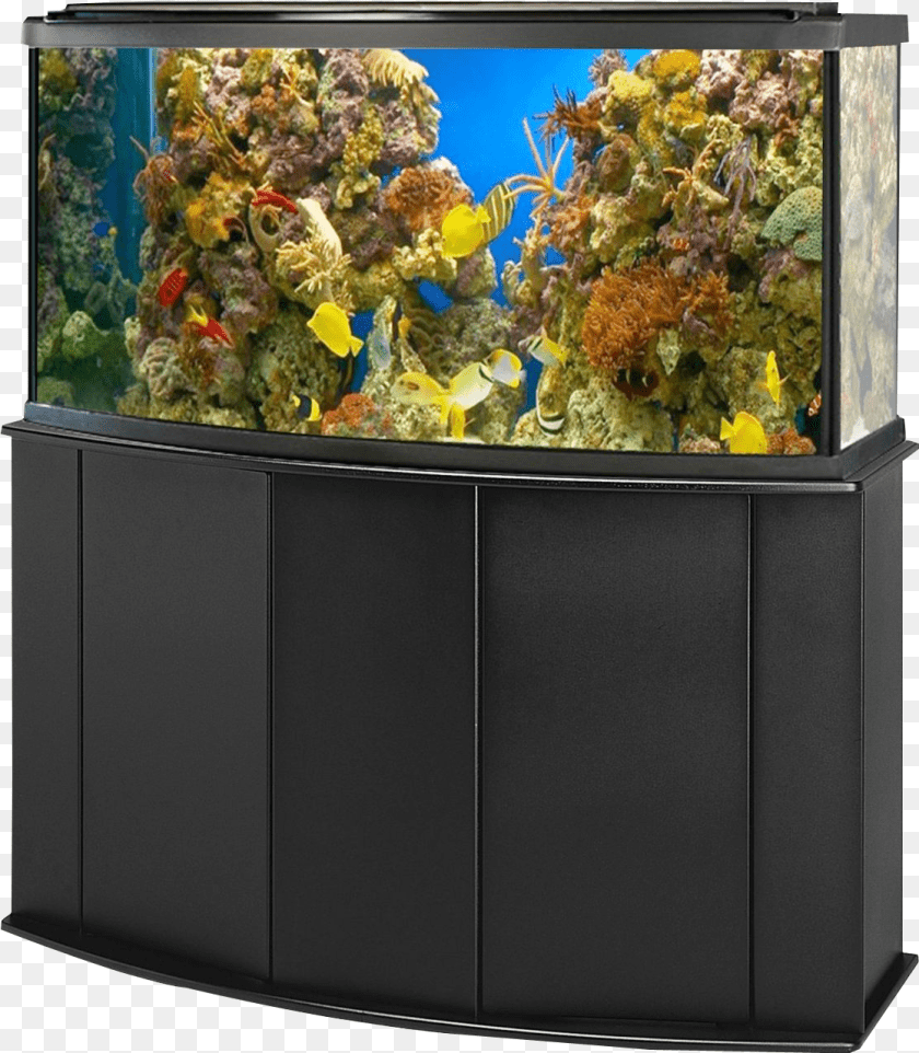 1117x1279 Reef Aquarium Fish Tank, Animal, Sea Life, Water, Aquatic Transparent PNG