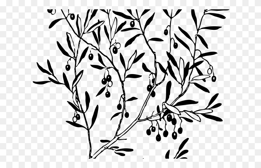 640x480 Reef Clipart Olive Branch Olive Tree, Gray, World Of Warcraft HD PNG Download
