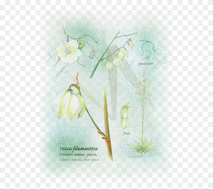 533x684 References Snowdrop, Floral Design, Pattern, Graphics HD PNG Download