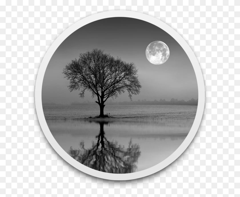 630x630 Отражение В Студии 4 Луна, Дерево, Растение, Космическое Пространство Png Скачать