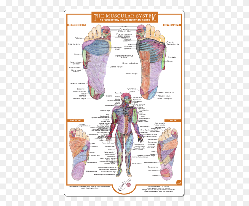 409x636 Reflexology Foot Charts Collection Muscular System Reflexology Foot Chart, Person, Human, Diagram HD PNG Download