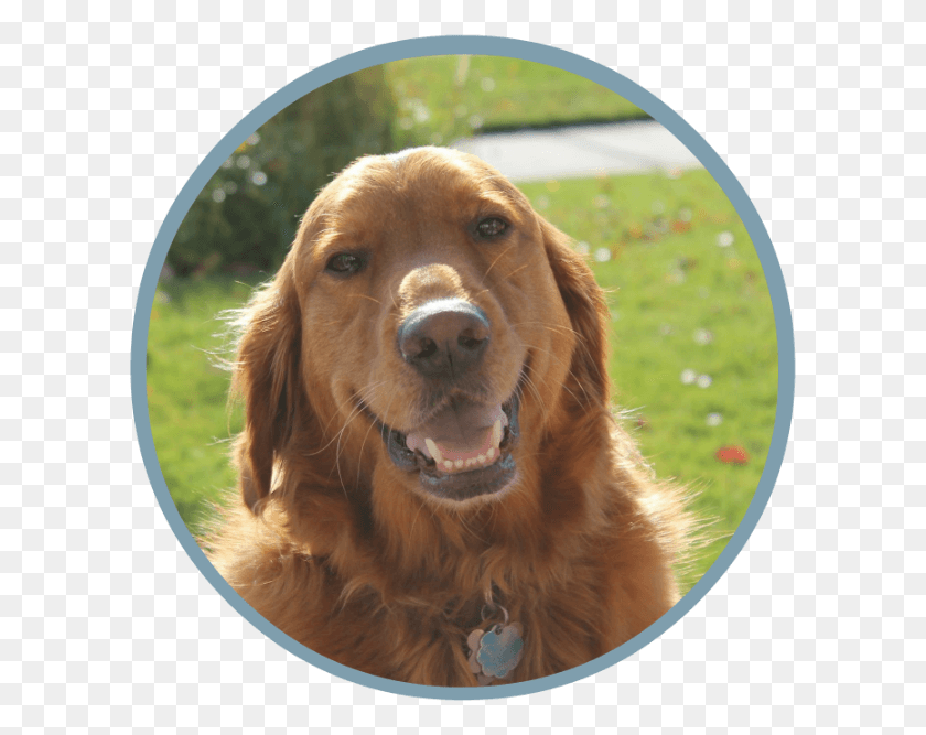 605x607 Regardless Of How Large Or Small A Pet May Be There Dog Catches Something, Golden Retriever, Canine, Animal HD PNG Download