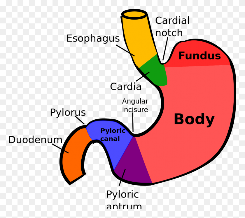 Regions Of Stomach Cardia Of Stomach HD PNG Download