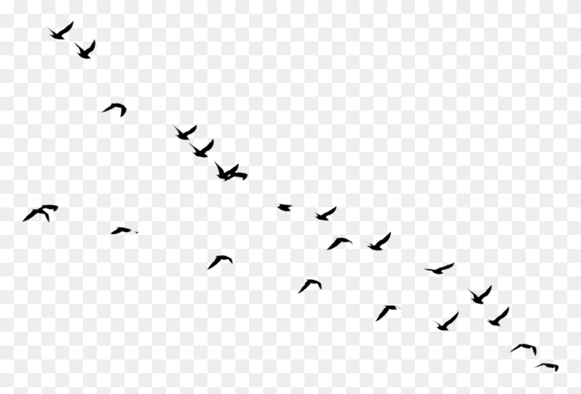 978x640 Register Today Flock, Outdoors, Text, Nature HD PNG Download