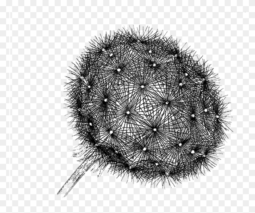 Registrati Blowball, Plant, Flower, Blossom HD PNG Download