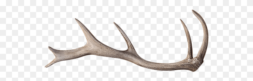 550x211 Reindeer, Antler, Animal HD PNG Download