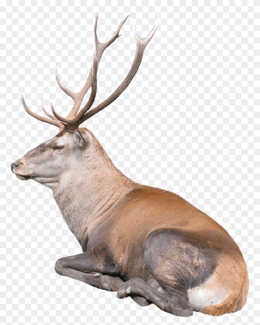 1450x1809 Reindeer, Animal, Deer, Elk, Mammal PNG
