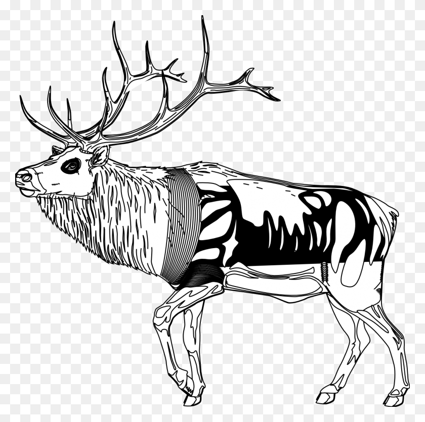 1331x1323 Reindeer Drawing Black And White, Elk, Deer, Wildlife HD PNG Download