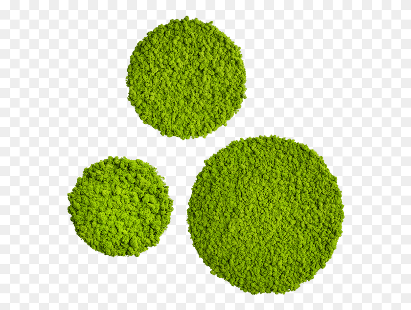 570x574 Reindeer Moss Type, Tennis Ball, Tennis, Ball HD PNG Download