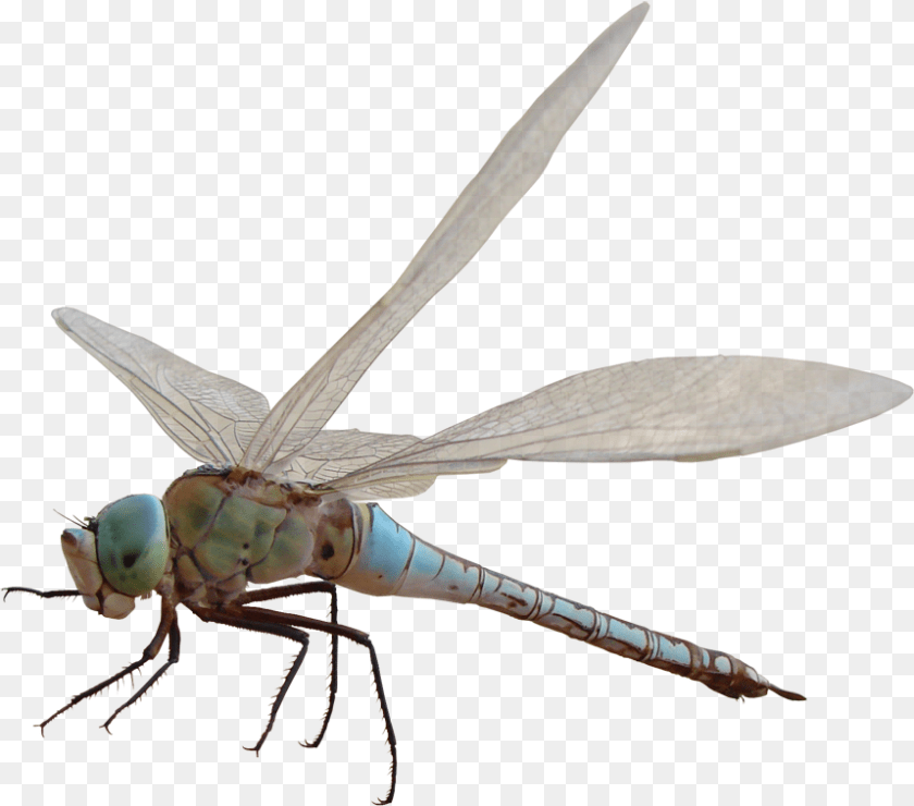 Related Image Dragonfly Capung Hd, Animal, Insect, Invertebrate PNG