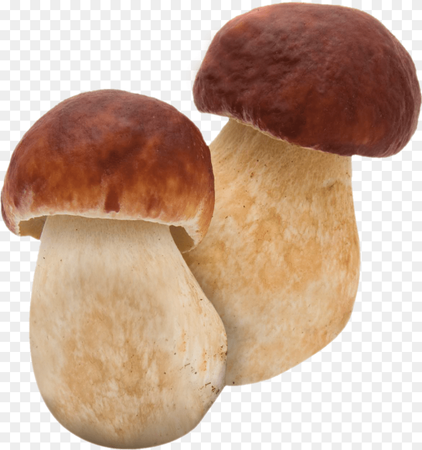 Related Image Mushroom Boletus, Fungus, Plant, Agaric, Amanita Clipart PNG