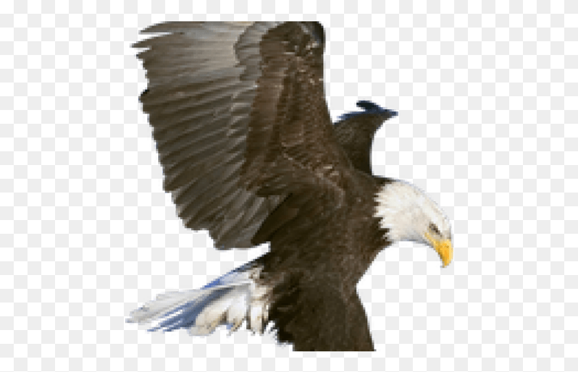 478x481 Descargar Png / Águila En Vuelo, Pájaro, Animal, Águila Calva Hd Png
