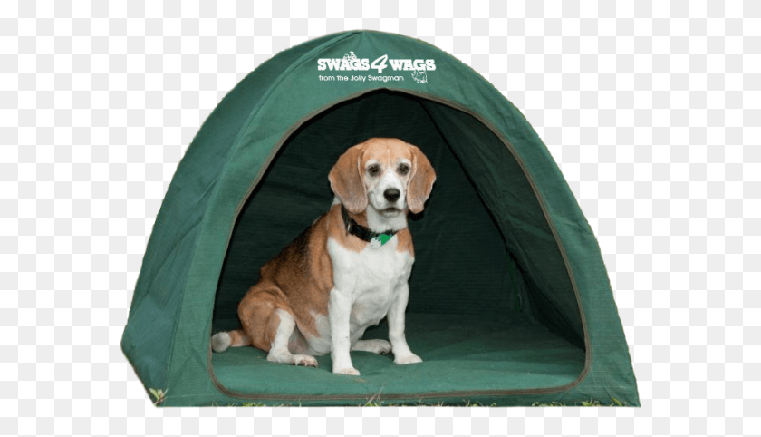579x422 Related Products Beagle Harrier, Dog, Pet, Canine HD PNG Download