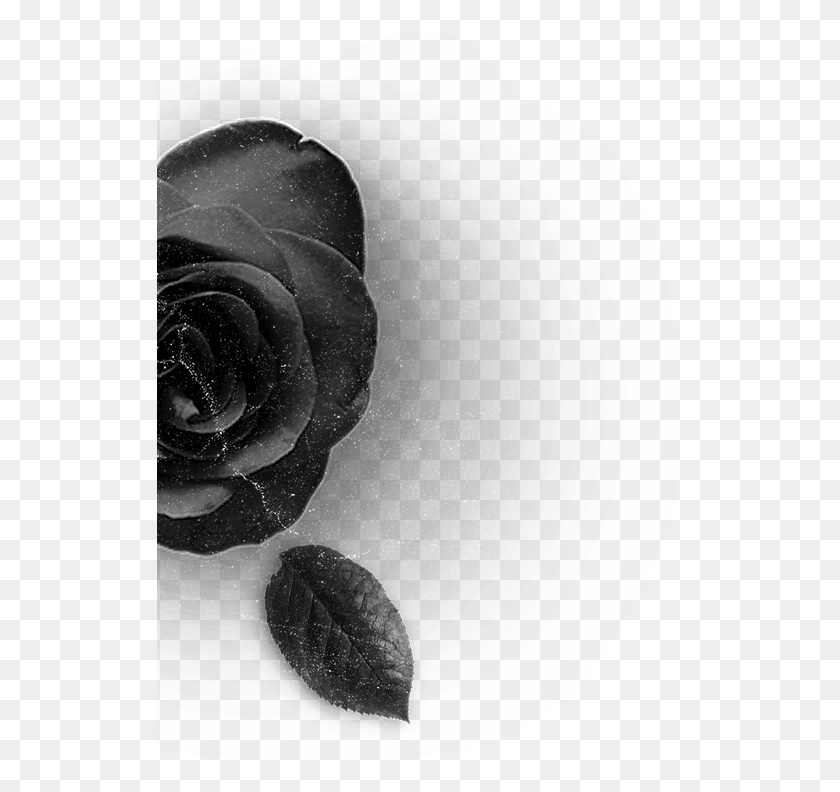 525x732 Releases Rose Right Garden Roses, Flower, Plant, Blossom Descargar Hd Png