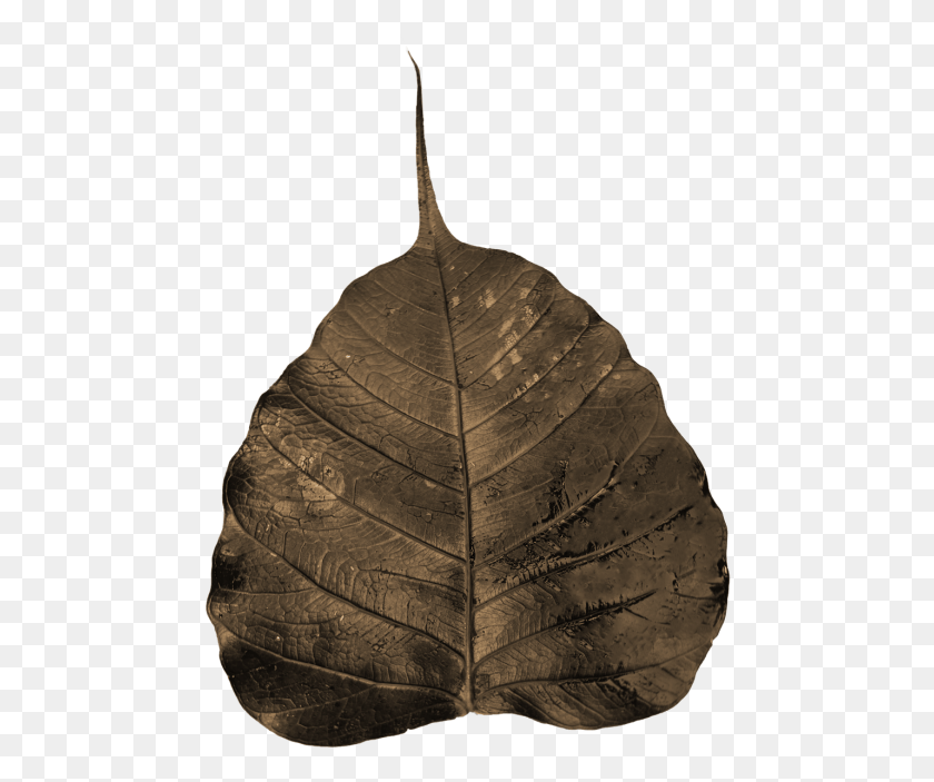 476x643 Religiosasacred Wilted Leaf, Plant, Veins, Turtle HD PNG Download