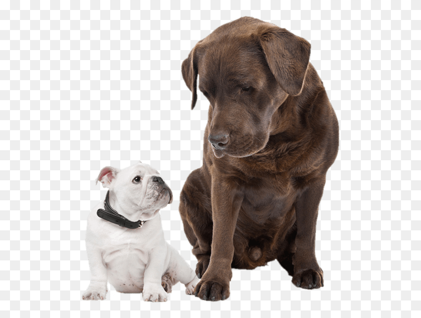517x575 Remember A Puppy May Seem Cute And Easy To Please Labrador And French Bulldog, Dog, Pet, Canine HD PNG Download
