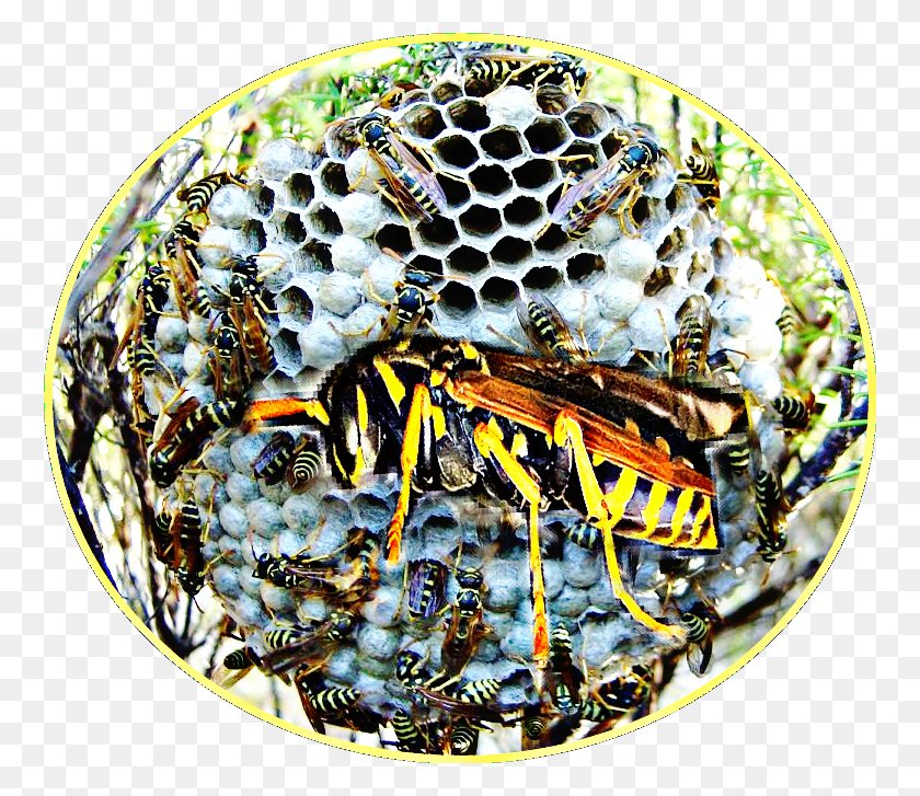 760x667 Remove Bees Wasps Or Hornets Without Getting Stung Paper Wasp, Bee, Insect, Invertebrate HD PNG Download