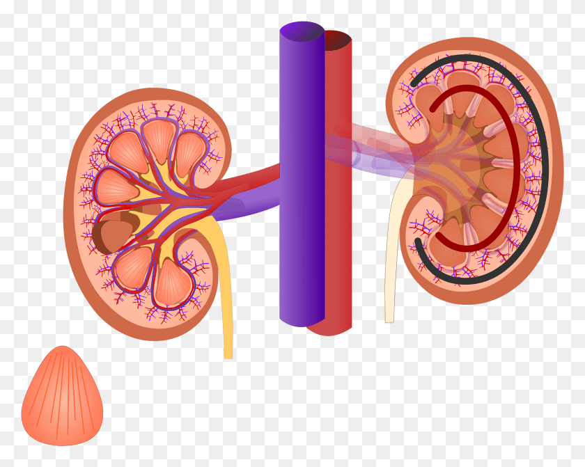 1835x1439 Renal Internal Anatomy Anatomy Kidney, Pattern, Purple, Graphics HD PNG Download