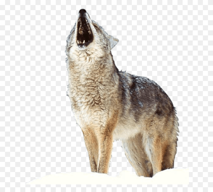 650x699 Descargar Png Render Loup4 Imagenes Renders De Animales, Coyote, Mamífero, Animal Hd Png