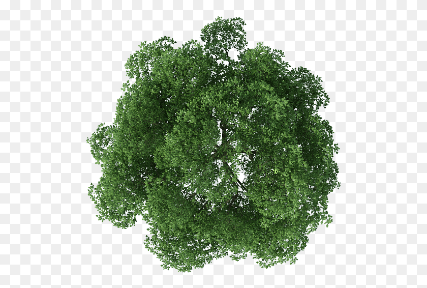503x506 Rendering Top Tree View Free Image Clipart Plan Trees For Photoshop, Plant, Kale, Cabbage HD PNG Download