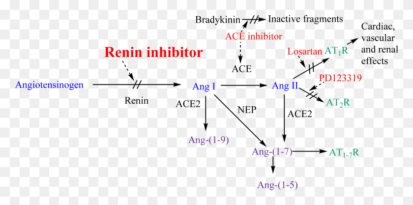 1911x877 Renin Anigotensin System And Potential Steps Of Blockage Don T Ace Inhibitors Cause Reflex Tachycardia, Text, Plot, Outdoors HD PNG Download