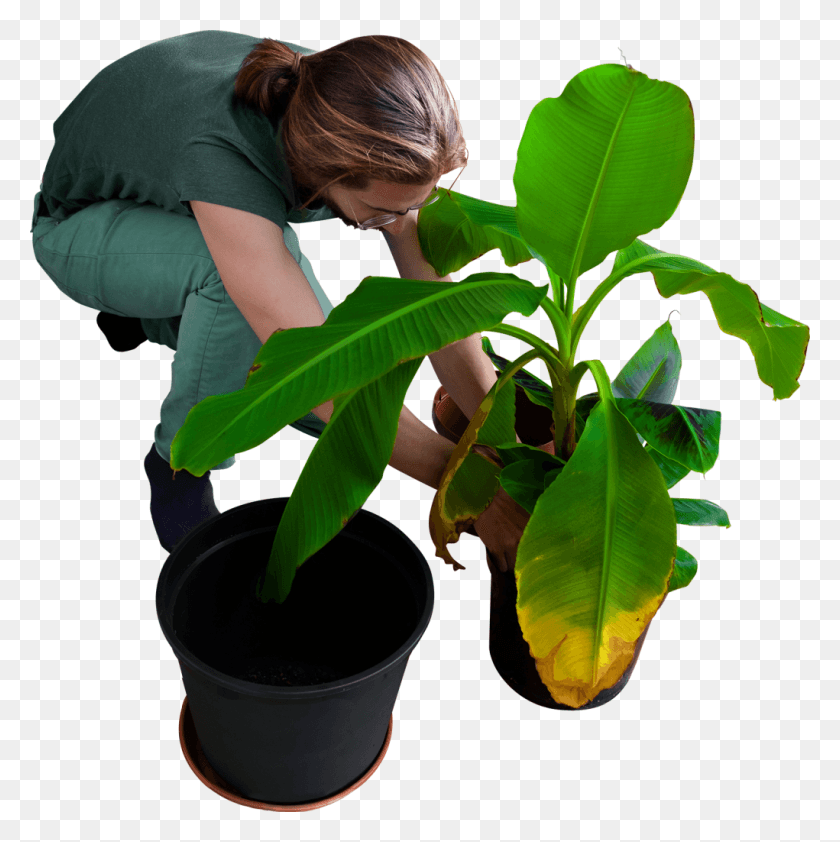 1021x1024 Replanting His Banana Trees People Planting Cut Out, Leaf, Plant, Person HD PNG Download