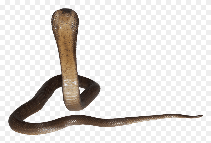 1088x709 Descargar Png Respuestas 1 Retweet 0 Me Gusta Indian Cobra, Serpiente, Reptil, Animal Hd Png