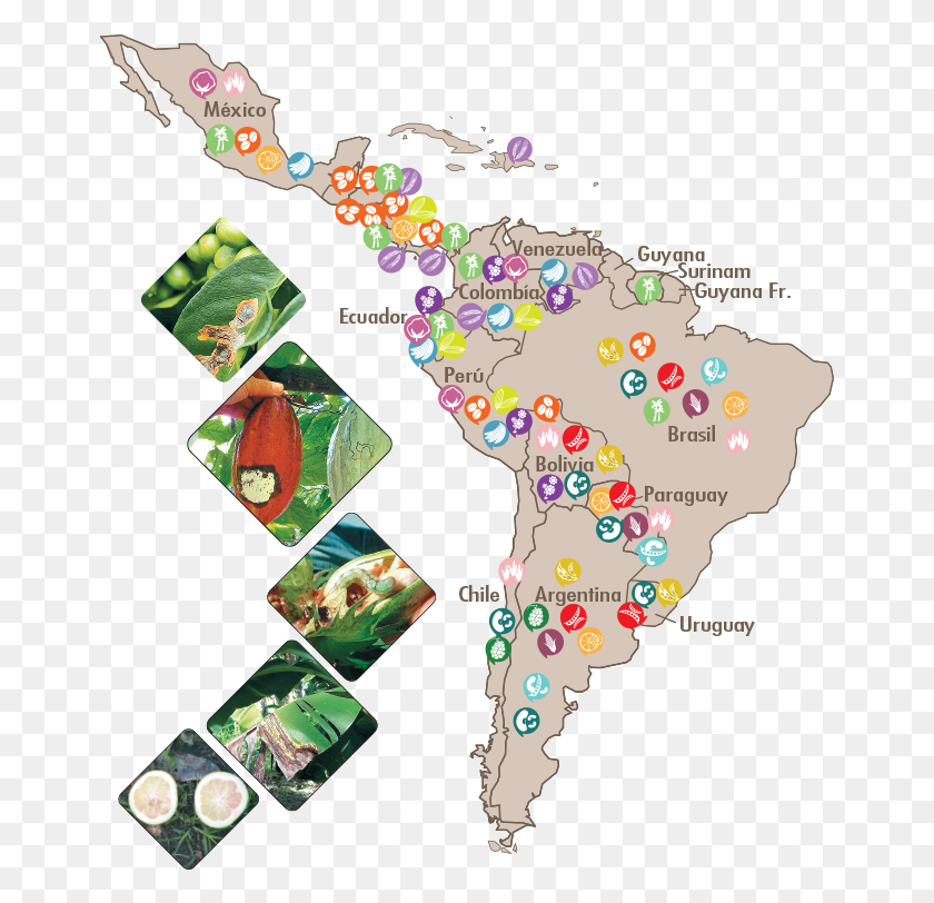 661x752 Replies 1 Retweet 0 Likes Principales Cultivos De America, Map, Diagram, Mineral HD PNG Download